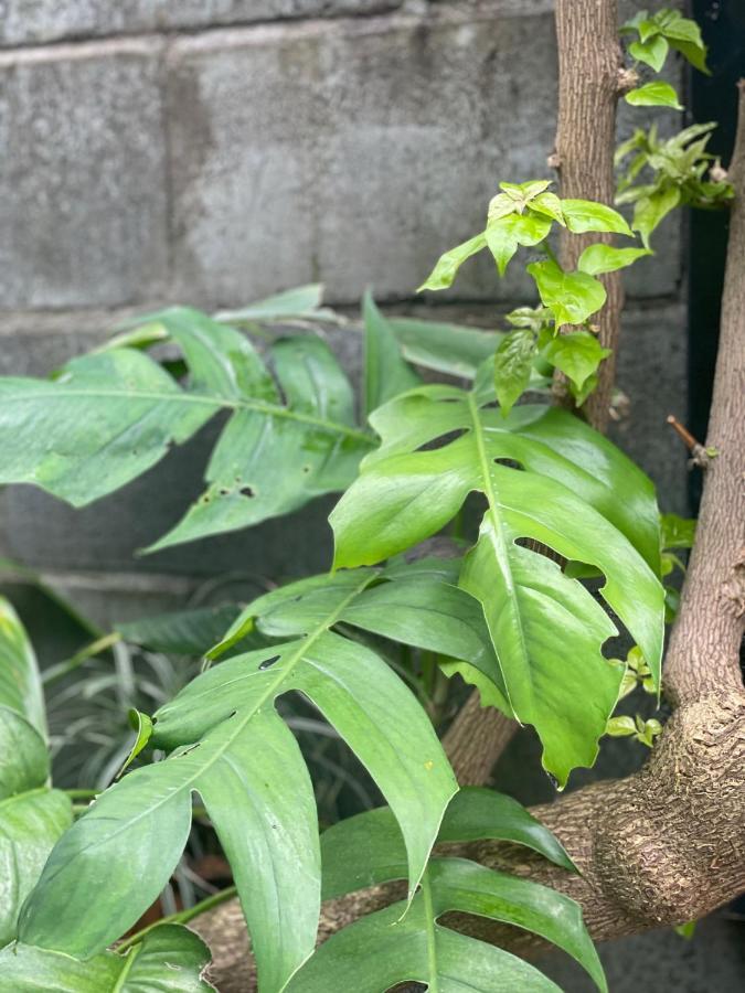 Hoi An Cabbage Garden Apartment Exterior foto