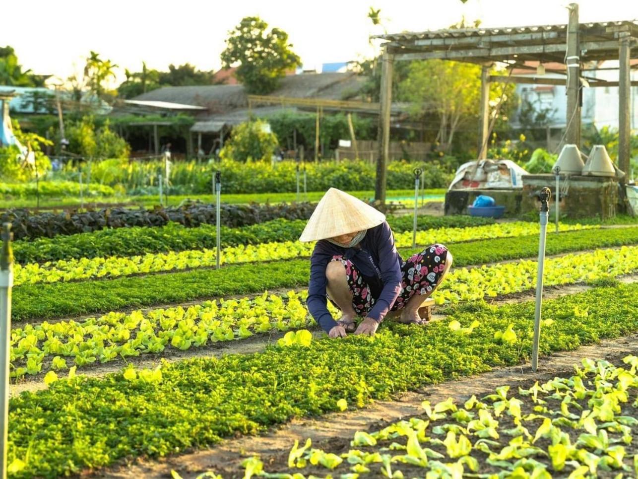 Hoi An Cabbage Garden Apartment Exterior foto